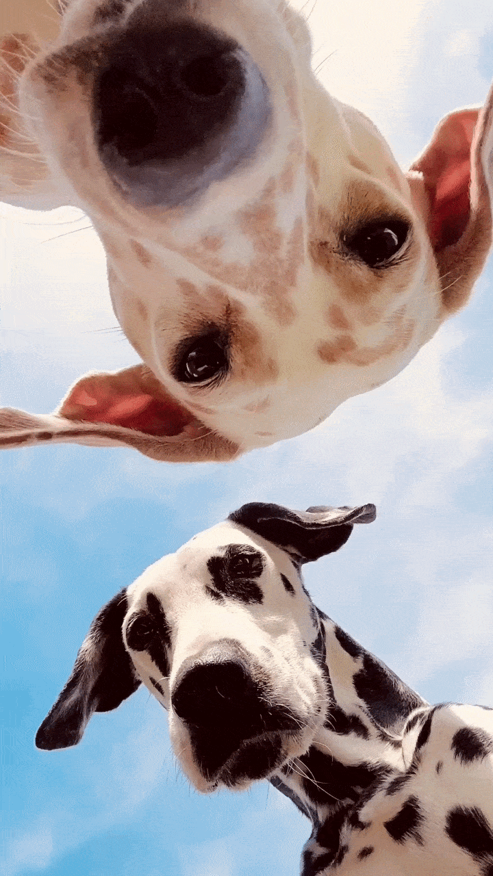Pérdida de animalitos